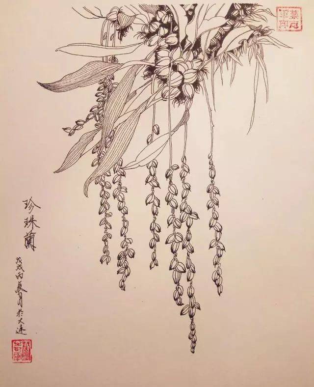 叶志军先生的钢笔白描花卉作品分享