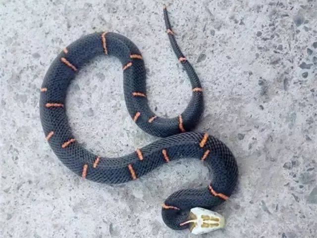 云南这种恐怖毒物现在已进入活跃期,最近有人频频被吓到