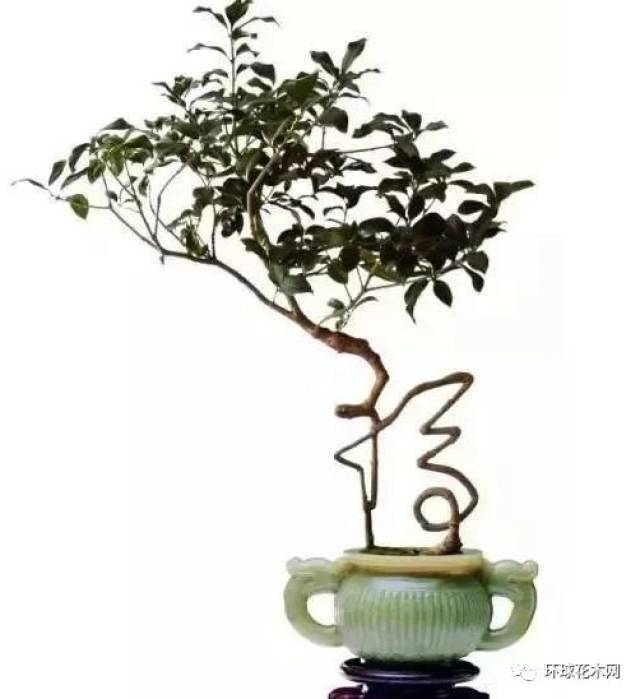 这类盆景是先用金属丝做出字的模型,利用枝条的柔软性,让其沿着字模型