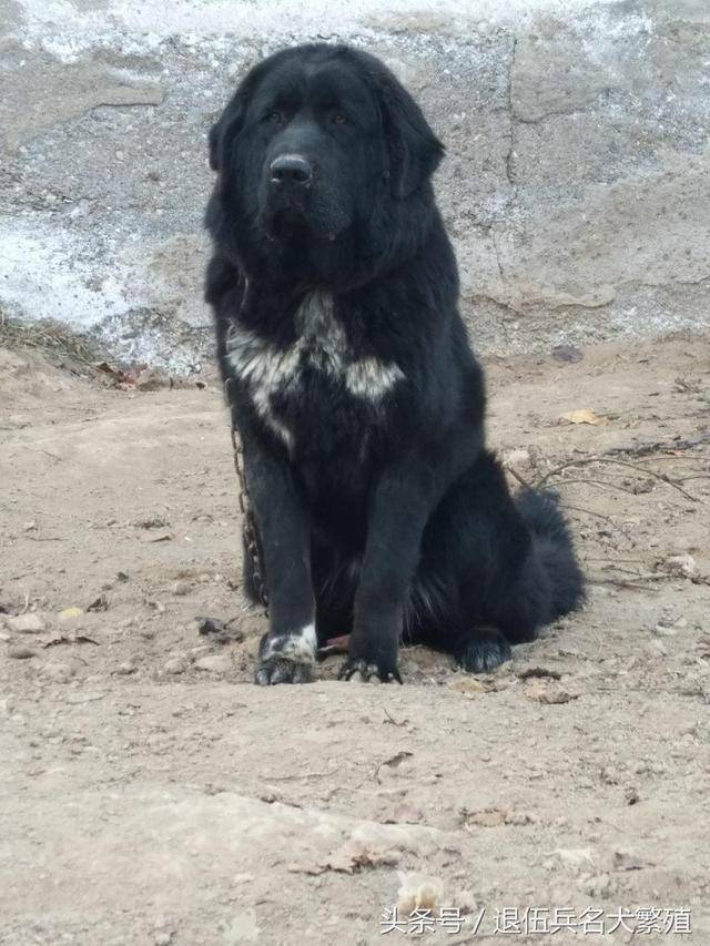 什么样子的藏獒好?自己养的大藏獒