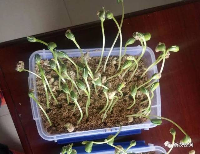 大豆测发芽率常用简易方法