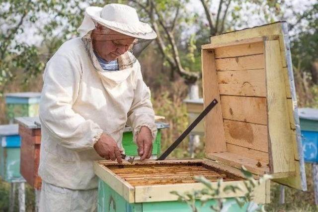 初学养蜜蜂教程视频 怎样养蜜蜂 新手养蜂视频