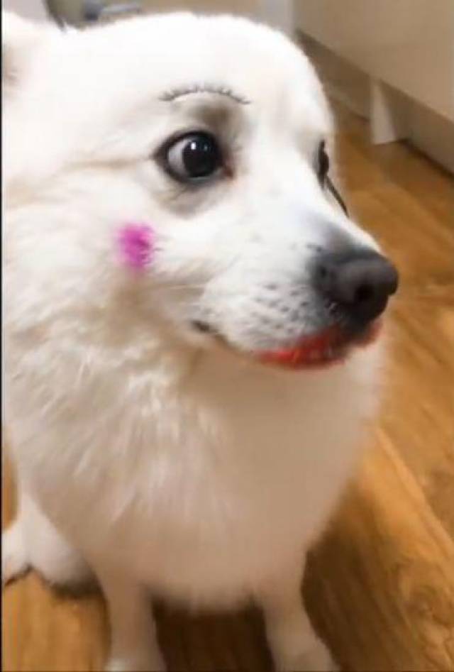 给狗狗化妆以后,狗狗的表情超郁闷,这画风有点奇怪