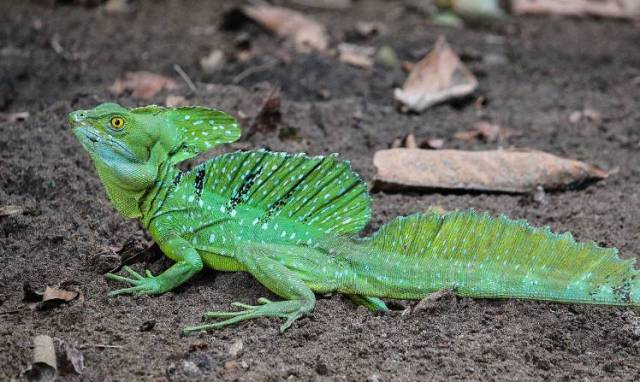 这种头顶绿色双冠的胆小蜥蜴,是如何炼成"水上漂"这门功夫的?