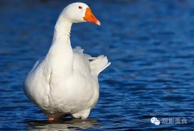 全世界的鹅都全了