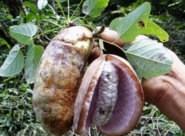 说说你家乡有这个果子吗?