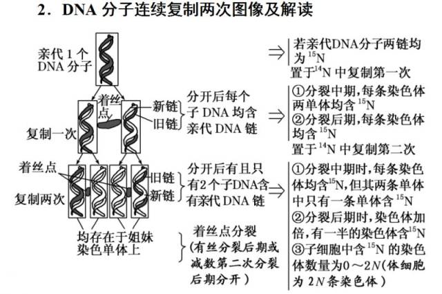 性染色体复制图解图片