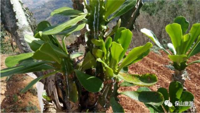 金刚钻的吃法小伙伴看完后惊呆啦