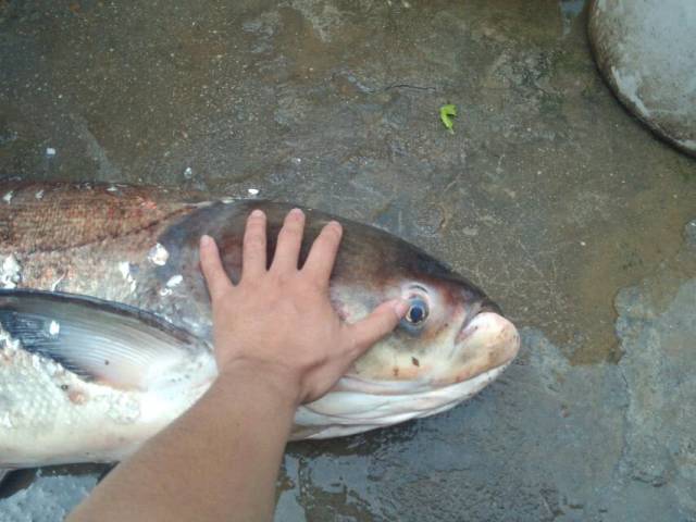 钓获一条30斤的大头鱼,一鼓作气把它抱上岸