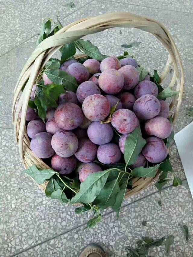 茂名的专宠之一——钱排三华李