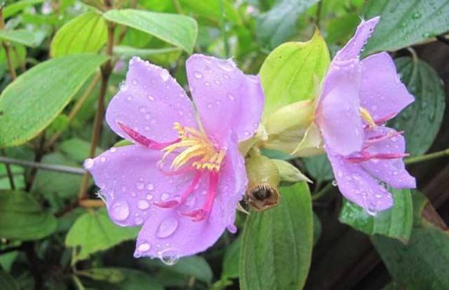 农村这种野果,吃了之后舌头会变紫色,却是小孩最喜欢的水果_手机搜狐