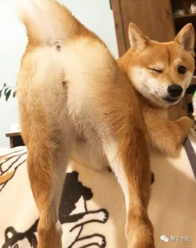 无法拒绝的诱惑~ 家里的狗狗有点骚气怎么办? 在线等,挺急的!