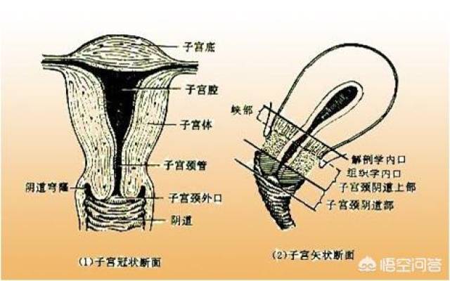 子宫颈什么样图片