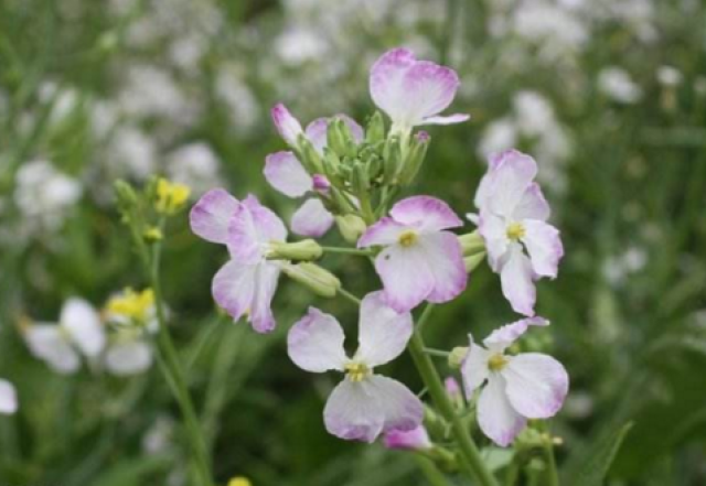小小萝卜籽功效却很大,天然美白剂,可治黄褐斑,爱美女人最该用!