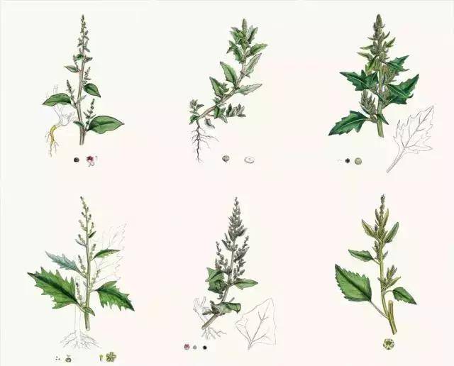 权威|农科院专家告诉你什么是藜麦