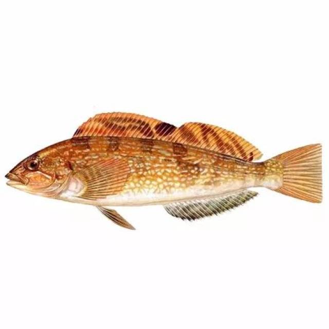 每天认识一种鱼（247）丨大泷六线鱼：美味海黄鱼_手机搜狐网
