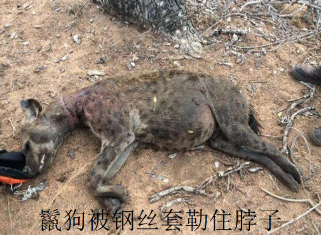 鬣狗曾为怀孕母斑马做"剖腹产",摄影师见死不救是对还是错?