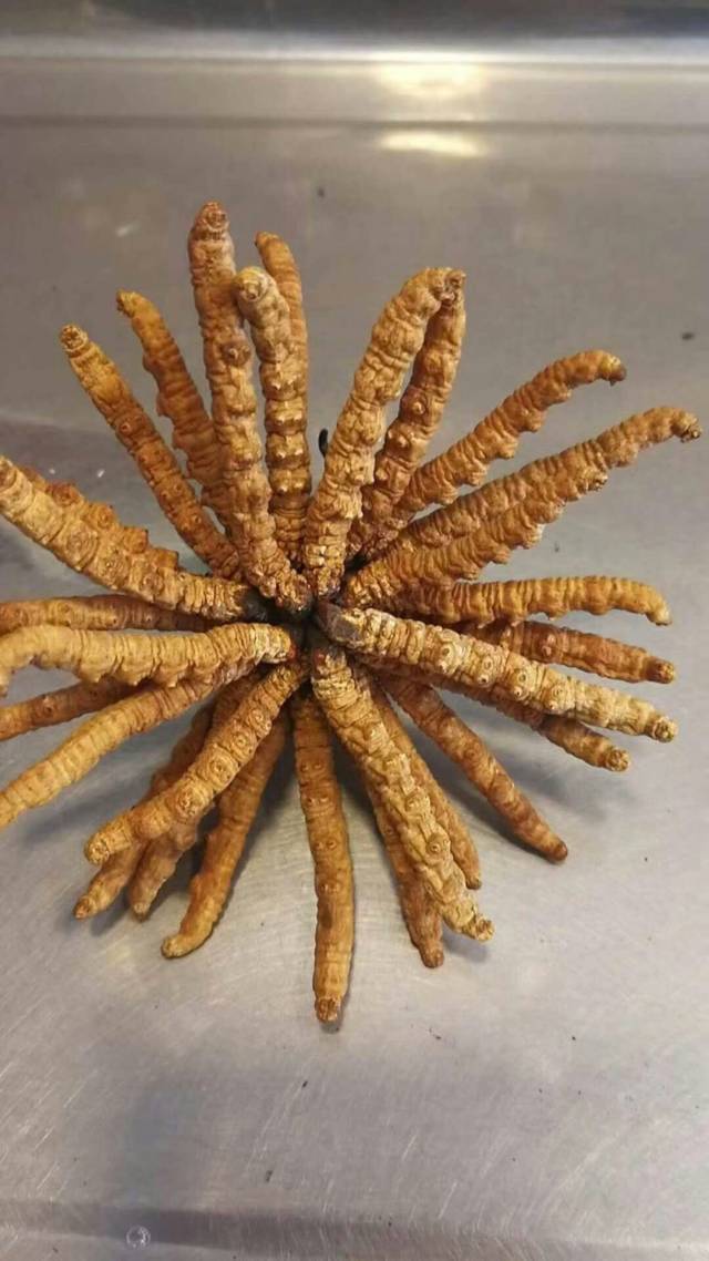 冬虫夏草为什么比人参鹿茸还要贵
