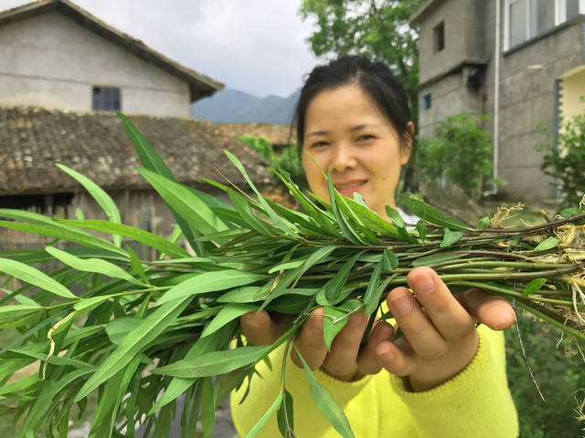 扯根菜的功效图片