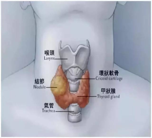 甲状腺解剖结构图解图片