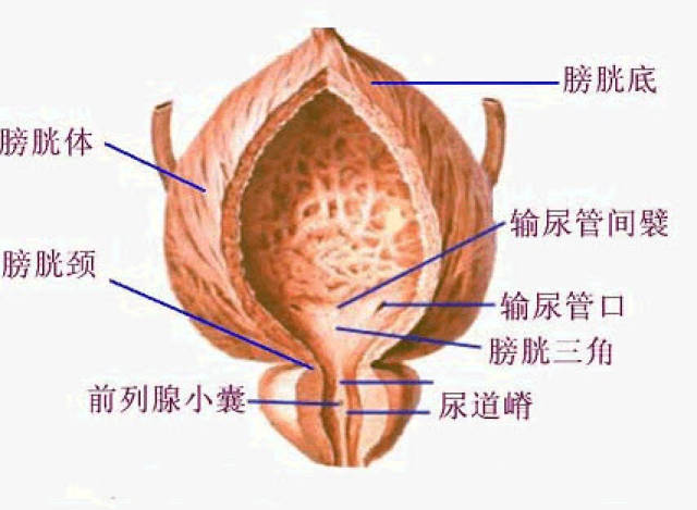 健康科普