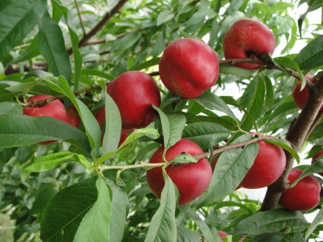 山东潍坊临朐大油桃原产地自驾游