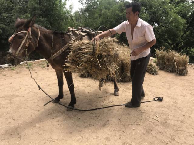 麦子先驮到场里进行堆放.
