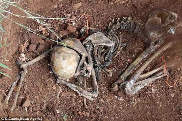 英国可能开设第一个尸体农场 美曾拍到野鹿闯农场吃人尸叼人骨