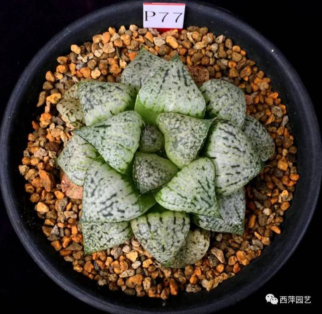 西萍首次淘宝限时拍就在这周五!第四批拍品预览!_手机搜狐网