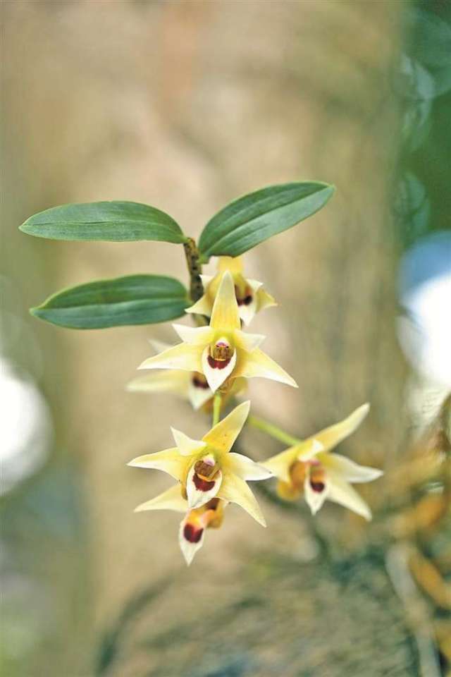 铁皮石斛, 1992年时《中国植物红皮书》把它列为濒危植物.