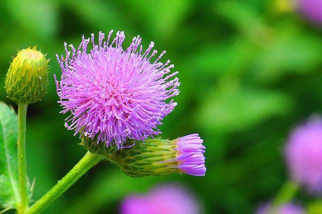 农村里最常见又叫不上名的植物 农村娃也未必知道它们的名字!