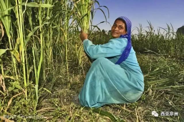 【非洲研究】埃及粮食安全:困境与归因