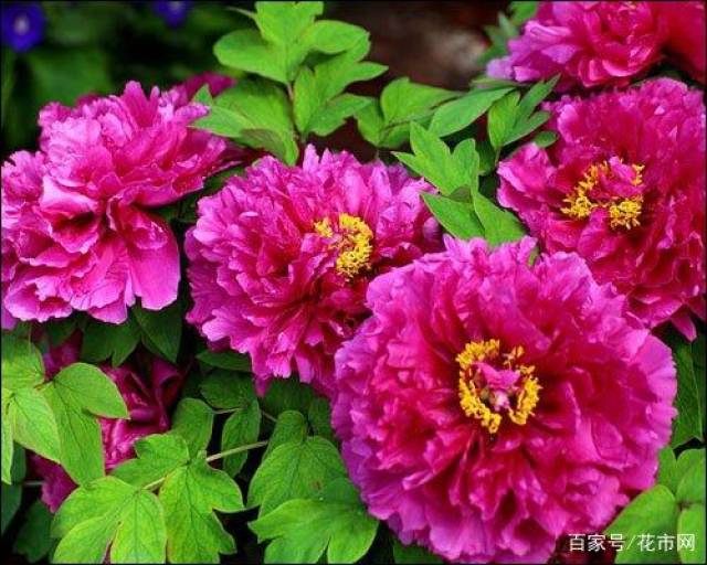 牡丹花的花语和寓意象征!