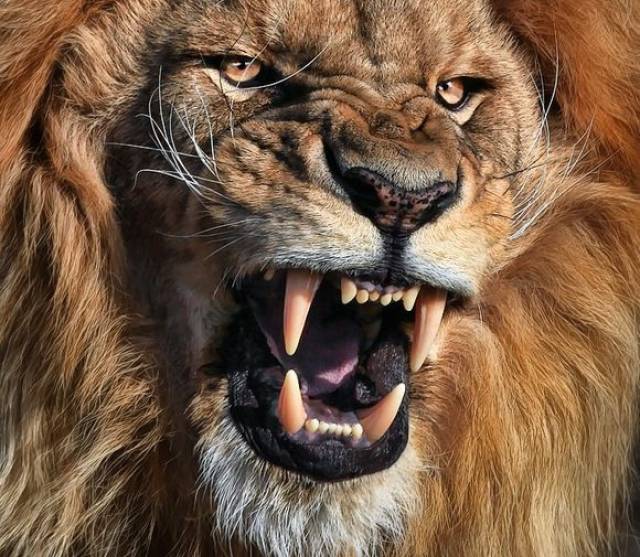 狮子发怒图片