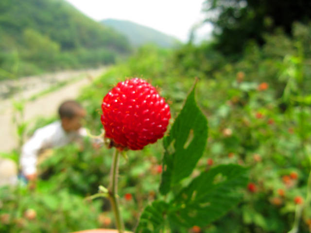 野草莓,高粱泡,美丽的野味时光