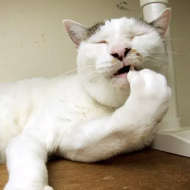 看起来羊羹君好像画风格外剑走偏锋, 让人想吸都下不去嘴, 但这也使得