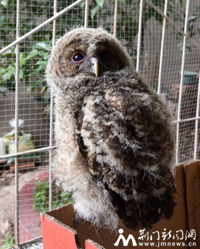 荆门爱鸟会救助猫头鹰为幼鸟安新家-新闻频道-手机搜狐