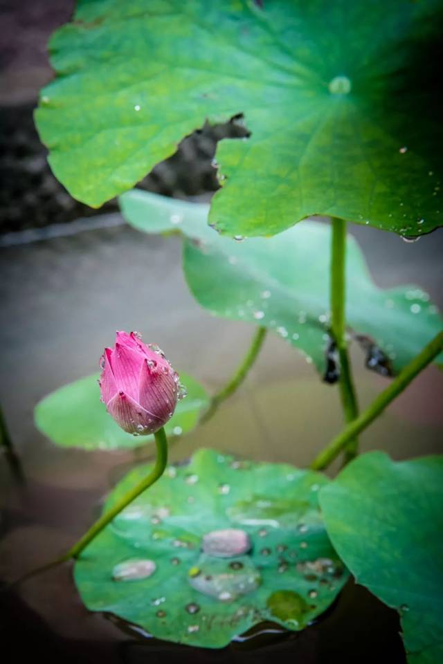 夏月荷风,最美的莲花,开在玉佛禅寺