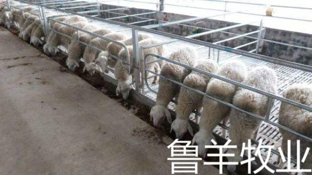 剂量:50公斤体重用阿福丁1小袋(5克),加入饲料混匀饲喂即可.