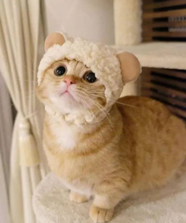 这只小短腿小橘猫好萌,主人给戴上各种可爱帽子,瞬间更萌了.
