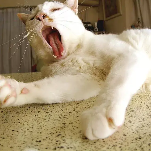 再次看到日本这只360°全死角猥琐喵星人,真的是好怀念啊!