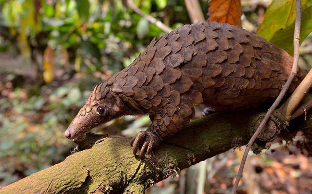 农村很常见的10种动物都是国家保护动物 第一个很多人都不知道