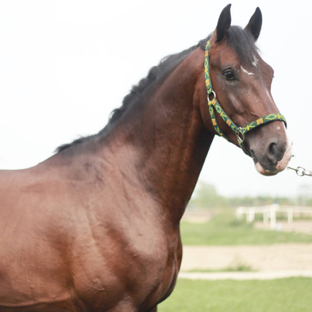 和障碍而专门繁育的一个品种,这个品种比他的祖先格罗宁根马和格尔