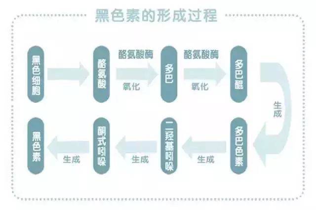 而黑色素生成的根源在于酪氨酸酶