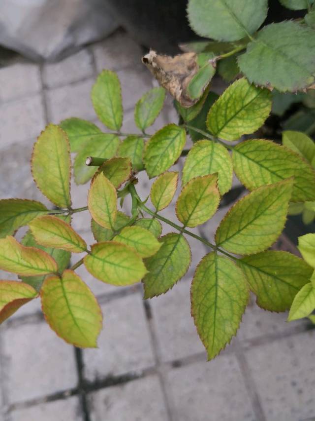 月季叶子发黄,是缺肥还是浇水太多?