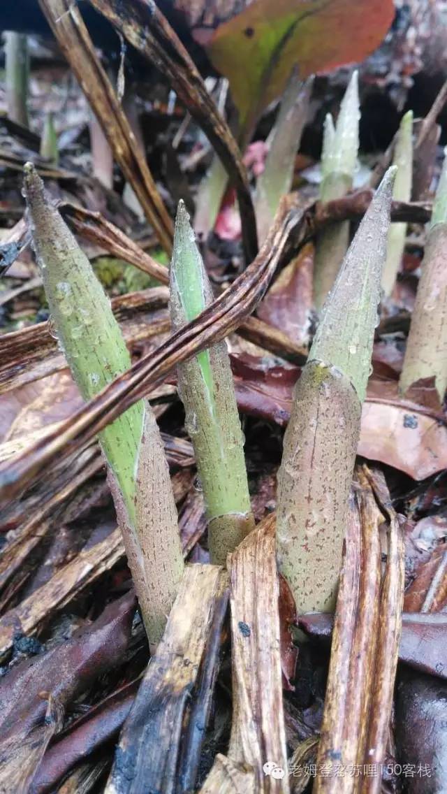 【怒江美食】高山上的山野菜_手机搜狐网