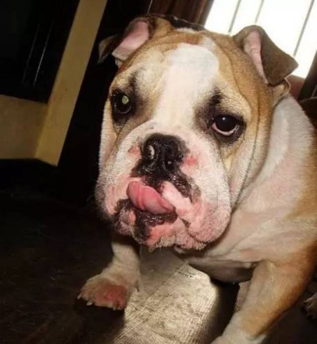 螨虫来说是狗狗最容易感染的一种寄生虫了,但是螨虫的种类很多,狗狗的