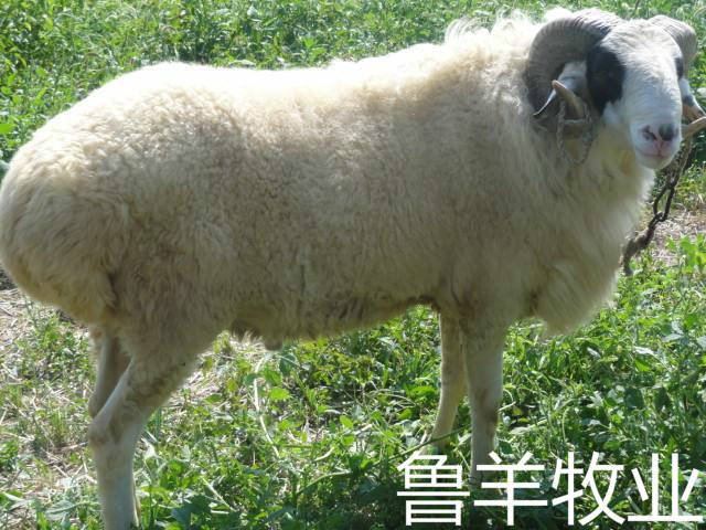小尾寒羊种公羊标准图片