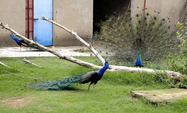 蚌埠張公山動物園新來一位3噸多重的