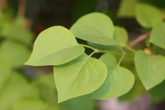 用上 组合词就好了 比如垂柳的叶子特别狭长